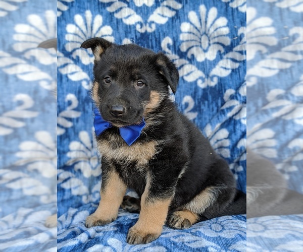 Medium Photo #3 German Shepherd Dog Puppy For Sale in PARADISE, PA, USA