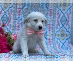 Pookimo Puppy for sale in LANCASTER, PA, USA