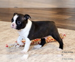 Small #9 Boston Terrier