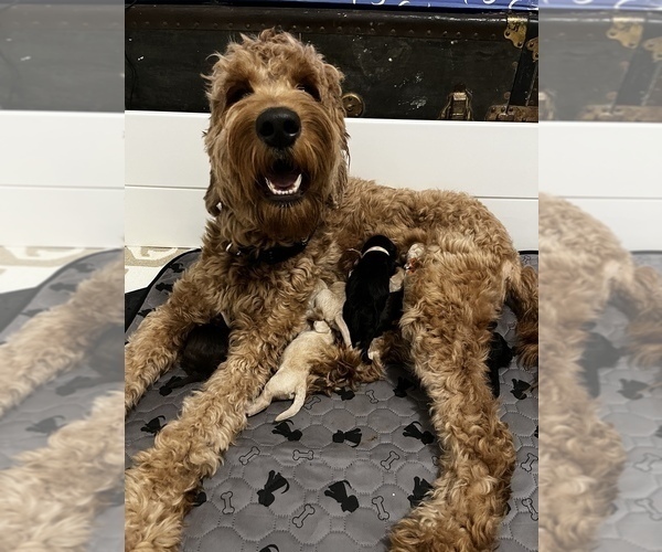 Medium Photo #1 Goldendoodle Puppy For Sale in SAINT LOUIS, MO, USA