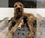 Small Photo #1 Goldendoodle Puppy For Sale in SAINT LOUIS, MO, USA