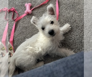West Highland White Terrier Puppy for Sale in GOWER, Missouri USA