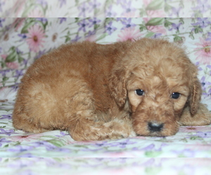 Goldendoodle (Miniature) Puppy for sale in BLMGTN, IN, USA