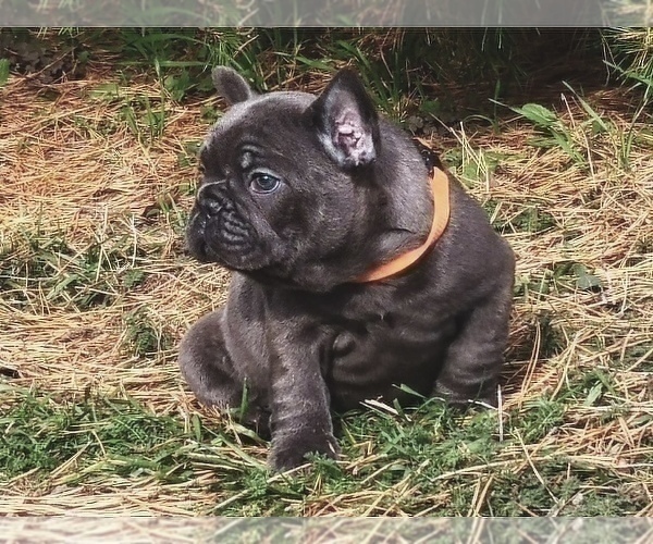 Medium Photo #7 French Bulldog Puppy For Sale in KENNESAW, GA, USA