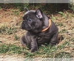 Small Photo #7 French Bulldog Puppy For Sale in KENNESAW, GA, USA