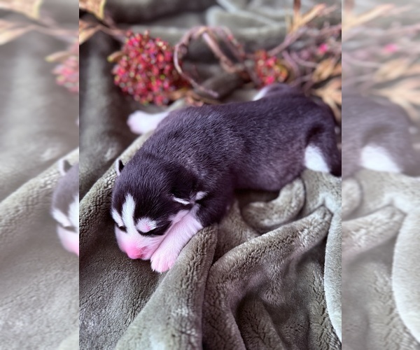 Medium Photo #5 Siberian Husky Puppy For Sale in STAPLES, MN, USA