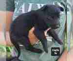 Small #12 German Shepherd Dog
