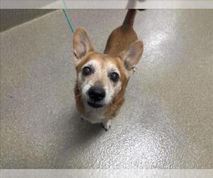 Chihuahua-Unknown Mix Dogs for adoption in Las Vegas, NV, USA