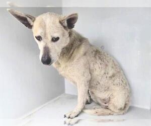 Mutt Dogs for adoption in Houston, TX, USA