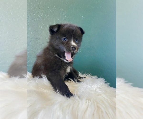 Medium Photo #8 Pomsky Puppy For Sale in QUEEN CREEK, AZ, USA