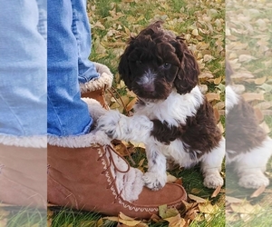 English Springer Spaniel-Springerdoodle Mix Puppy for sale in PARMA, ID, USA