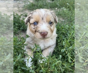 Australian Shepherd Puppy for sale in SPRINGDALE, WA, USA