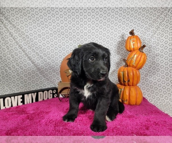 Medium Photo #8 Golden Mountain Dog Puppy For Sale in BLACK FOREST, CO, USA