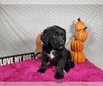 Small #7 Golden Mountain Dog