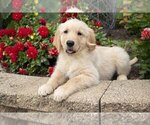 Small Photo #2 Golden Retriever Puppy For Sale in SUGARCREEK, OH, USA