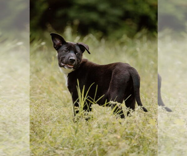 Medium Photo #18 Labrador Retriever-Unknown Mix Puppy For Sale in OKLAHOMA CITY, OK, USA