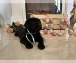 Small Photo #17 Labrador Retriever Puppy For Sale in MIAMI, FL, USA