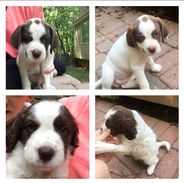 Medium Photo #1 Labany Puppy For Sale in JASPER, GA, USA