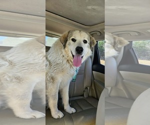 Great Pyrenees Dogs for adoption in Rustburg, VA, USA