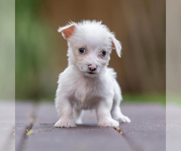 Medium Photo #4 Poodle (Miniature)-Unknown Mix Puppy For Sale in San Diego, CA, USA