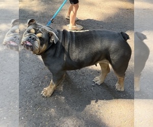English Bulldog Puppy for sale in TURNER, OR, USA