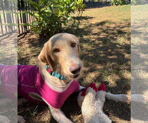 Ivy - Female Labradoodle Dog for Adoption - Photo #2