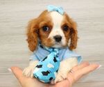 Small Photo #3 Cavalier King Charles Spaniel Puppy For Sale in LAS VEGAS, NV, USA