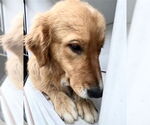 Small Golden Retriever