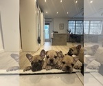 Small French Bulldog