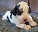 Small #3 Miniature Bernedoodle