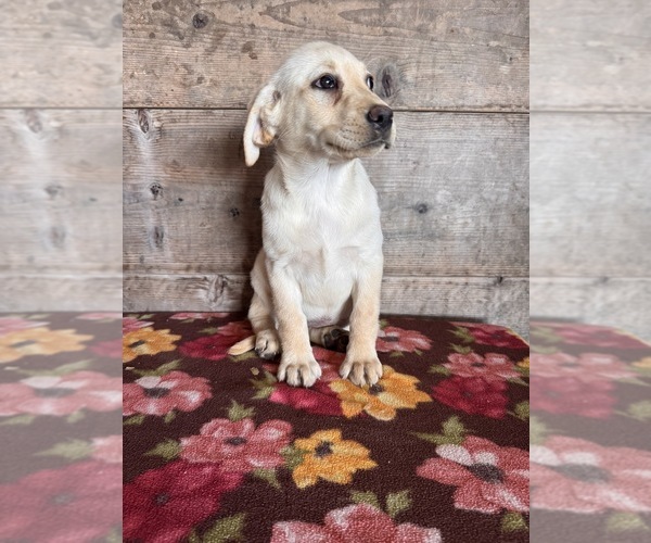 Medium Photo #7 Labrador Retriever Puppy For Sale in VERMONTVILLE, MI, USA