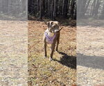 Small #4 Labrador Retriever Mix