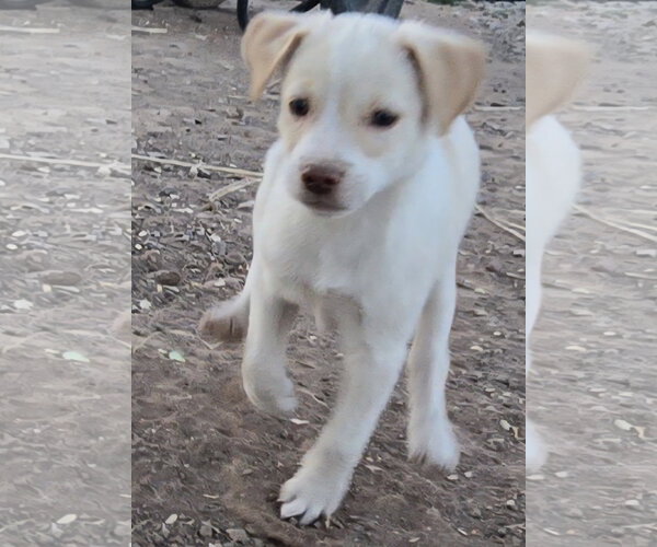 Medium Photo #8 Jack Russell Terrier-Unknown Mix Puppy For Sale in Peralta, NM, USA