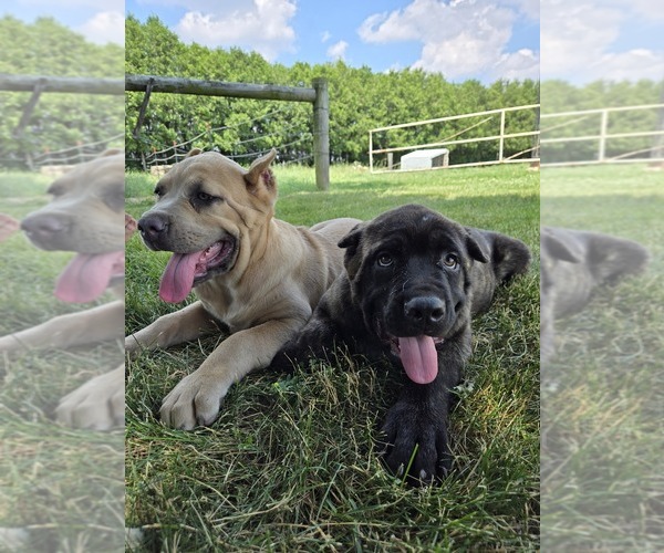 Medium Photo #1 Cane Corso Puppy For Sale in NAPPANEE, IN, USA