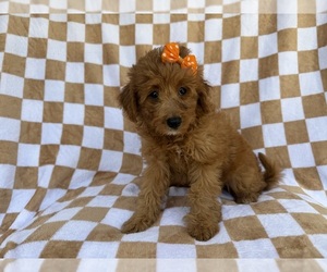 Aussiedoodle Miniature  Puppy for sale in LAKELAND, FL, USA