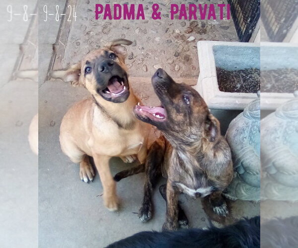 Medium Photo #3 Mutt Puppy For Sale in Apple Valley, CA, USA