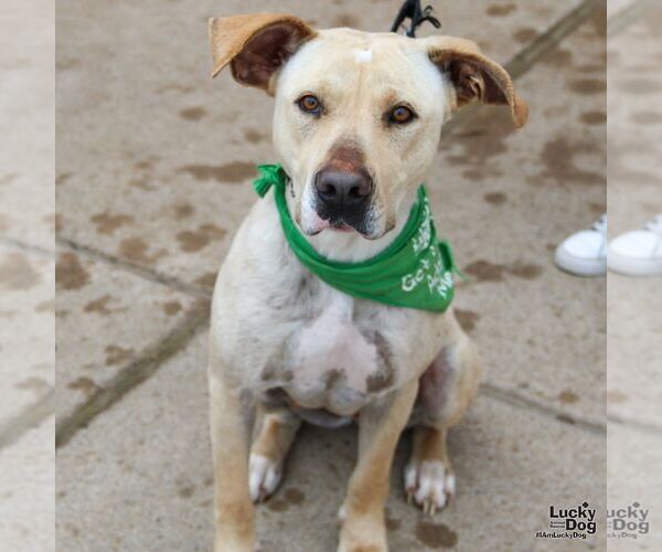 Medium Photo #16 Labrador Retriever-Retriever  Mix Puppy For Sale in Washington, DC, USA