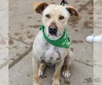 Small #15 Labrador Retriever-Retriever  Mix