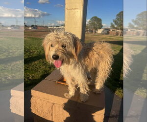 Crockett - ADOPTION IN PROCESS - Male Havanese-Unknown Mix Dog for Adoption - Photo #2