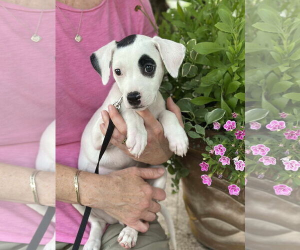 Medium Photo #1 American Pit Bull Terrier-Unknown Mix Puppy For Sale in pomfret, CT, USA