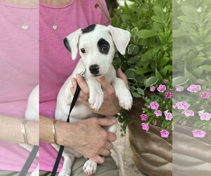 American Pit Bull Terrier-Unknown Mix Dogs for adoption in pomfret, CT, USA