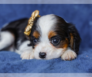 Cavalier King Charles Spaniel Puppy for sale in LIBERTY, KY, USA
