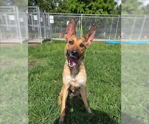 German Shepherd Dog-Unknown Mix Dogs for adoption in Conroe, TX, USA