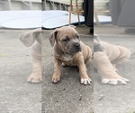 Small Photo #8 American Bully Puppy For Sale in MYRTLE BEACH, SC, USA