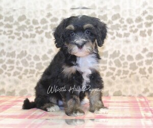 Miniature Bernedoodle Dog for Adoption in DENVER, Pennsylvania USA