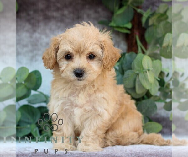 Medium Photo #3 Cavachon-Poodle (Miniature) Mix Puppy For Sale in GORDONVILLE, PA, USA