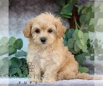 Small #2 Cavachon-Poodle (Miniature) Mix