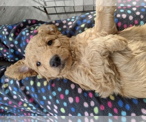 Double Doodle Puppy for sale in VANCOUVER, WA, USA
