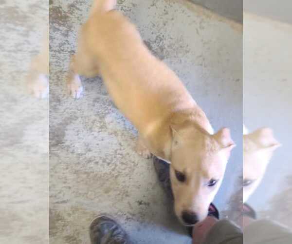 Medium Photo #14 Labrador Retriever-Unknown Mix Puppy For Sale in Minneapolis, MN, USA