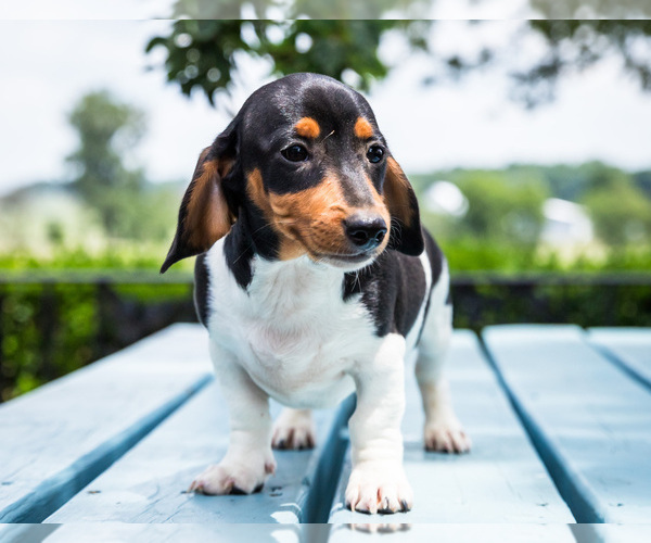 Medium Photo #5 Dachshund Puppy For Sale in WAKARUSA, IN, USA